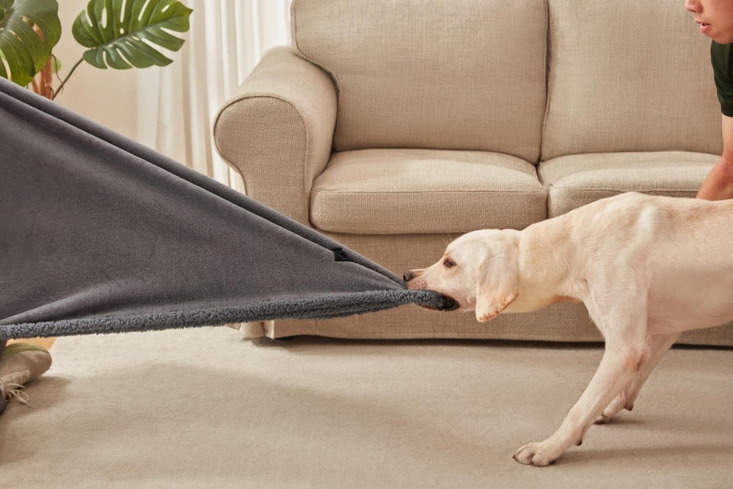 Luciphia Pet Blankets Deliver Cozy Comfort, Protection & Great Value Luciphia Pet Blankets Deliver Cozy Comfort, Protection & Great Value