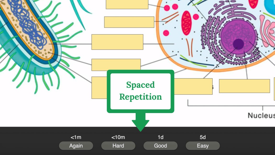 Anki (spaced-repetition revision) screenshot